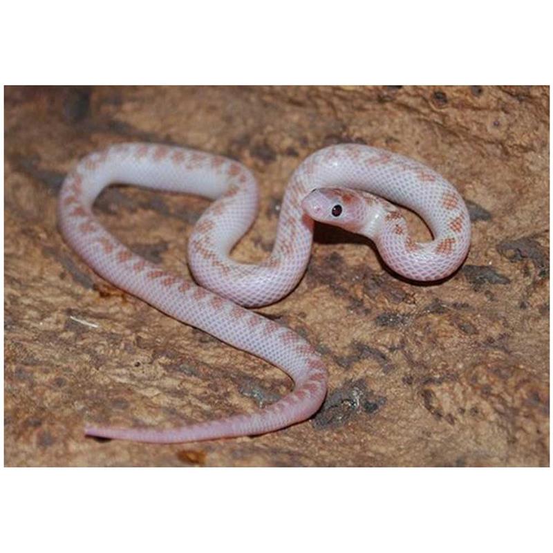 Sarpe sorecar bubblegum - imagine 4